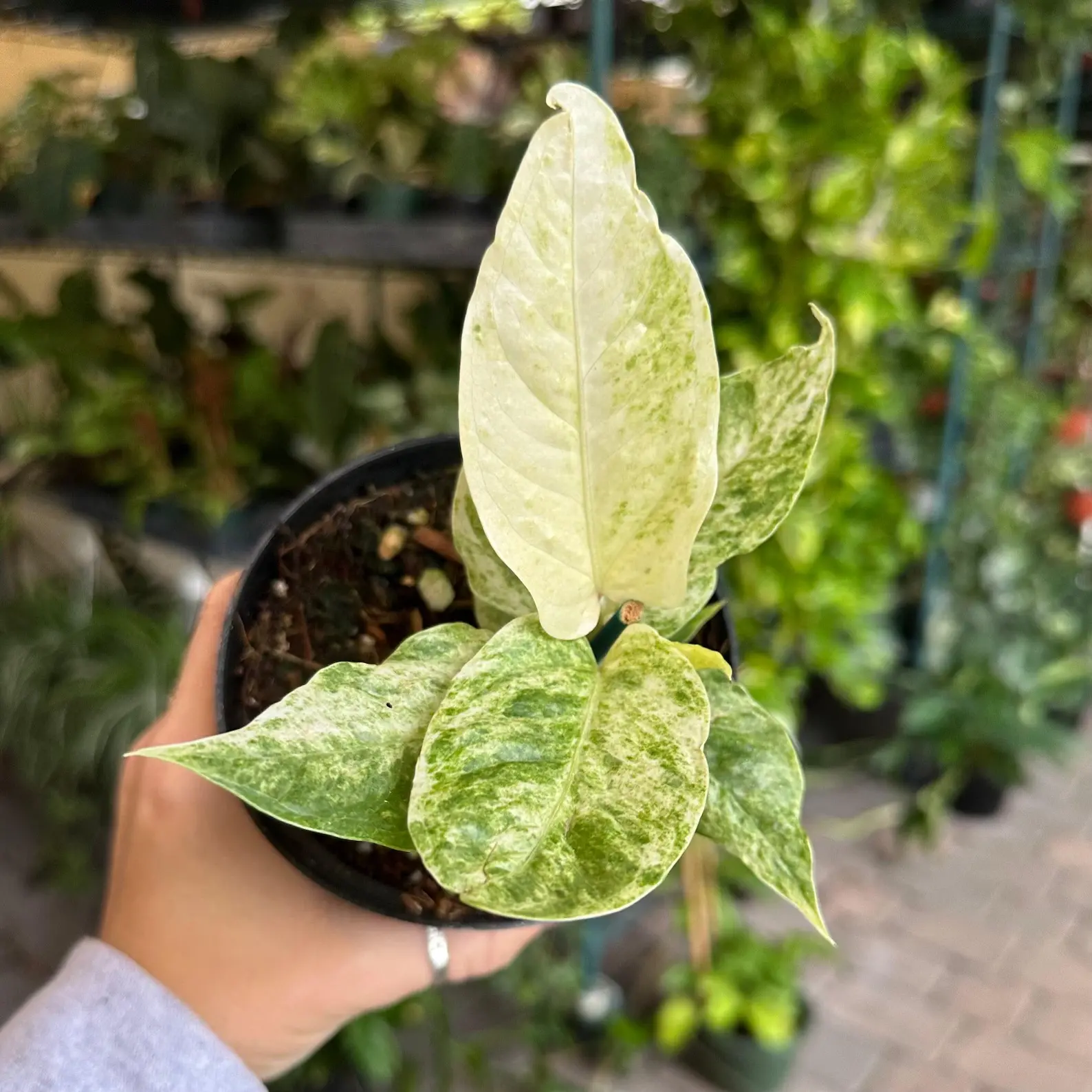 4" Variegated Anthurium Birdnest – Rare Exotic Indoor Live Plant, Bird’s Nest Anthurium, Stunning Variegated Foliage, Tropical Collector Plant, Humidity Loving Houseplant