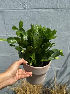 Flowering Christmas Cactus - Thanksgiving Cactus in a 4" Grow Pot - Holiday Cactus - Indoor Succulent Plant - Low light Gift Houseplant