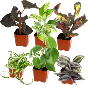 Easy to Grow Houseplants (Pack of 6), Live House Plants in Containers, Growers Choice Plant Set in Planters with Potting Soil Mix, Home Décor Planting Kit or Outdoor Garden Gifts by