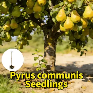 Pear tree seedlings, short compact balcony pear trees, small space planting, fruit tree seedlings, home decoration and edible integrated small fruit trees