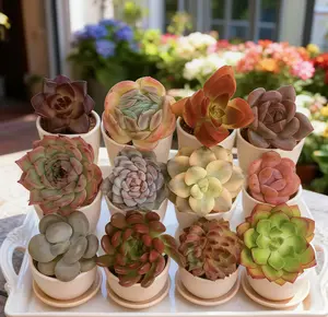 12 Live Succulents – Assorted Varieties, Easy Care Indoor Plants for Desk, Windowsill & Home Decor – Beginner Friendly