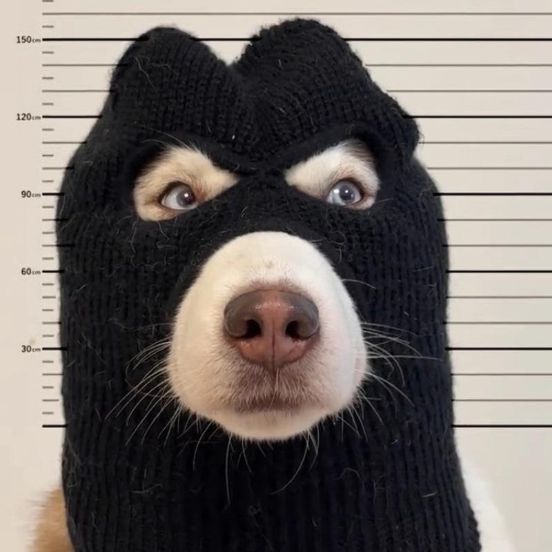 1pc/Dog Halloween Christmas Costume Dog Ear Muffs Noise Protection Dog Ear Warm Hat Dog Robber And Thief Mask Fun Pet Role-Play Suitable for Medium Large Dogs (Black Mask) All Seasons Universal Funny Prop with Elastic Material