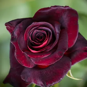 Black Rose Bush Live Plant, Hybrid Tea Rose Plant Live Starter, Fragrant Rose Flowers Tree, Black Rose Live Plant Ready to Plant Outdoor