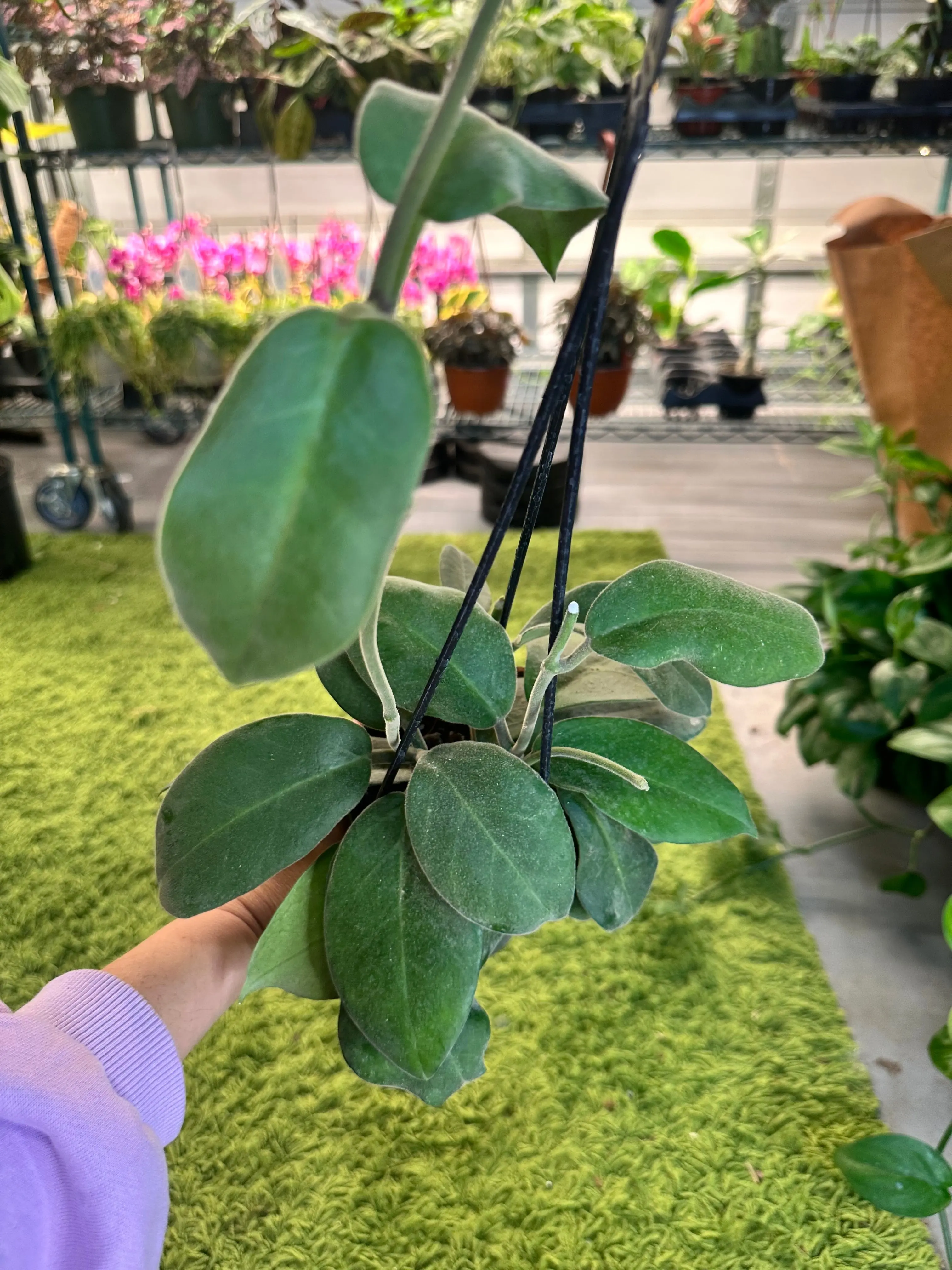 Hoya calycina ‘Stargazer’ - 5” pot