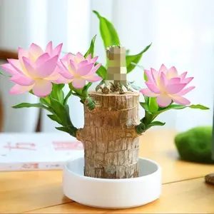 Magical Brazilian Wood Plant with Mysterious Doll & Decorative Plate – Perfect for Home Décor