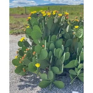 Prickly Pear 'Spineless'