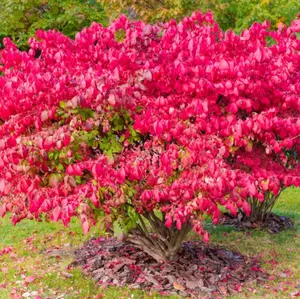 10 Dwarf Burning Bushes - Live Plants - 4-10" Tall Seedlings - Hardy Shrubs - Ships Bare Root - Euonymus alatus - No Ship To AK, HI and P.R.