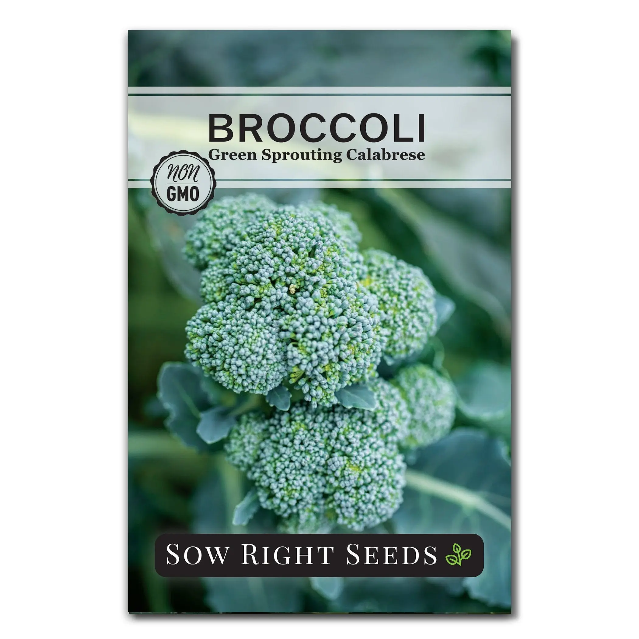 Green Sprouting Calabrese Broccoli Seeds Green Sprouting Calabrese Broccoli Seeds