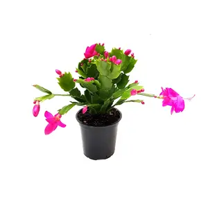Pink Thanksgiving Cactus, Schlumbergera truncate, Holiday Cactus - Flowering around Thanksgiving, 4" Pot