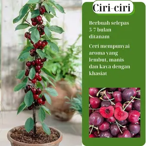 Rare Red Cherry Tree Seedlings, Available for Purchase for Home Garden & Outdoor Landscape Use