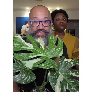 Monstera 'Thai Constellation'