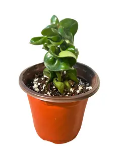 4" Hoya Compacta Rope – Hoya Carnosa Compacta – Live Plant
