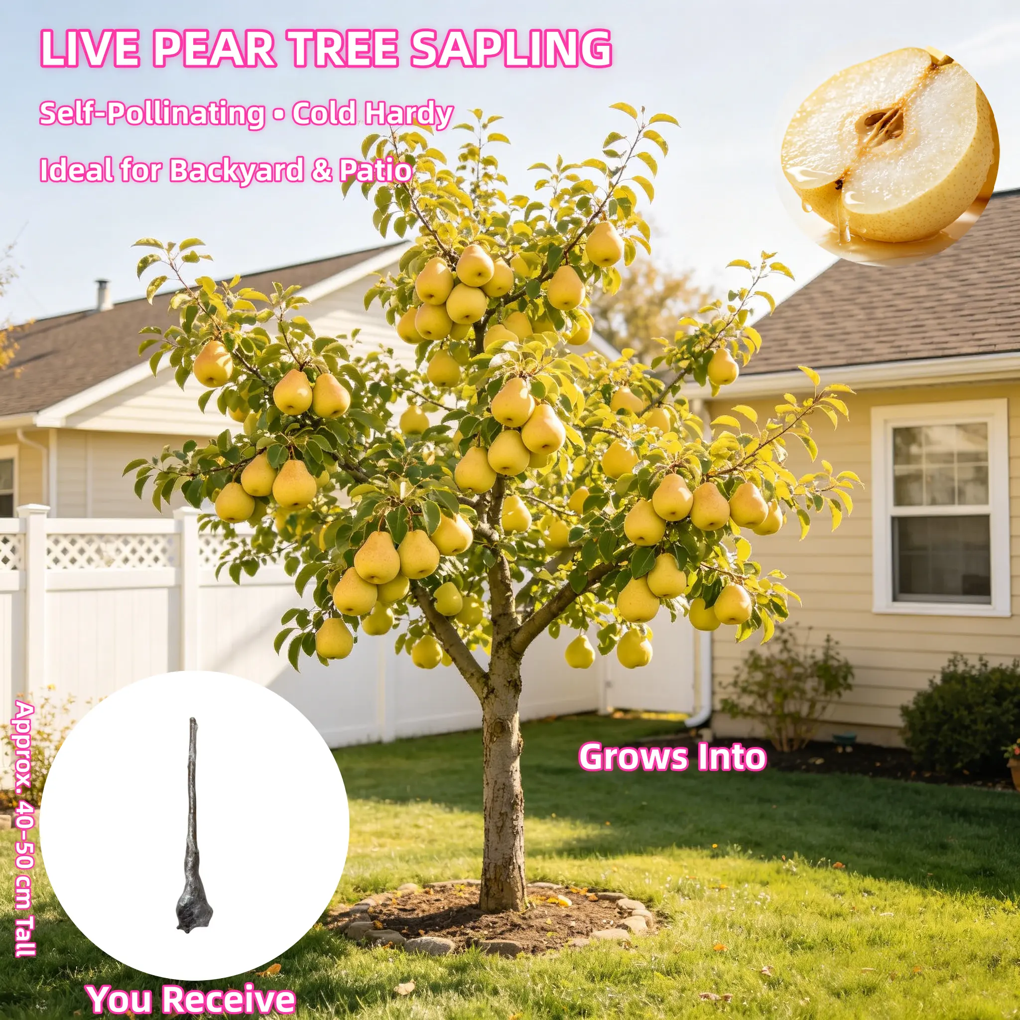 Asian Pear Tree Seedling - 3-5 Year Old Bare Root Dormant Live Plant 15-20 inches for Home Garden