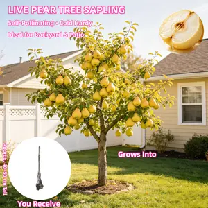 Asian Pear Tree Seedling - 3-5 Year Old Bare Root Dormant Live Plant 15-20 inches for Home Garden