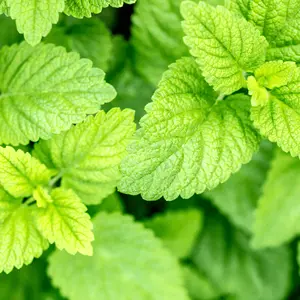 100 Lemon Balm Seeds for Planting – Grow Fresh, Aromatic Herb at Home, Perfect for Teas, Cooking, and Herbal Remedies. Ideal for Gardeners and Home Gardening Projects.