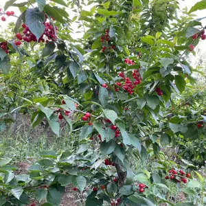 Live cherry fruit tree seedlings, hardy deciduous shrubs, suitable for patio lawn backyard and home garden landscaping
