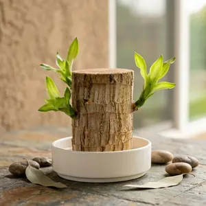 Lucky Brazilian Wood Hydroponic Growing Kit with Mystery Doll & Decorative Plate, Easy Care Mini Desk Plant Brings Good Luck & Prosperity, High Temperature Resistant Indoor Ornament for Home Office Decor, Perfect Plant Gift for Plant Lovers