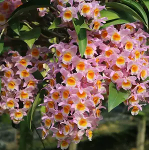 Dendrobium farmeri