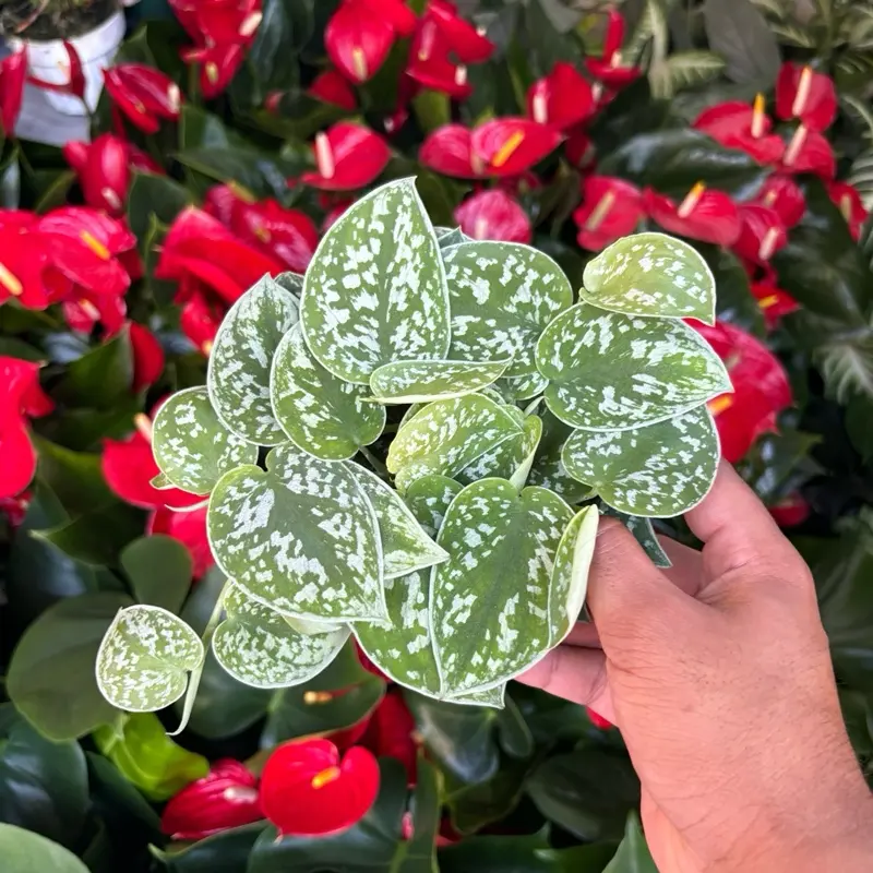 New - Satin Pothos Scindapsus - 4 Inch
