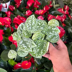 New - Satin Pothos Scindapsus - 4 Inch