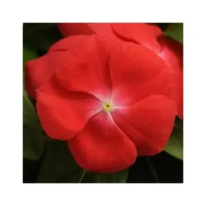 Vinca Periwinkle (PACIFICA XP -ORANGE) - Annual flowers seed