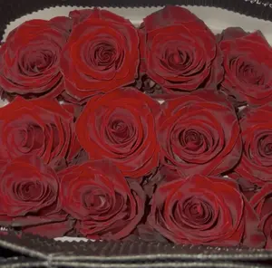 PREMIUM RED ECUADORIAN ROSES (REAL ROSES)