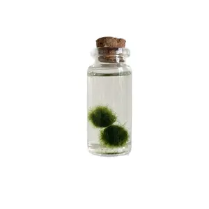 Double Marimo Moss Ball