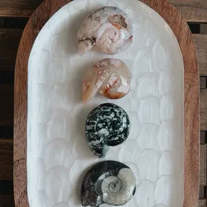 assorted material ammonite carvings