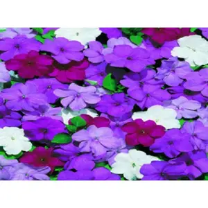 50 Cascade Beauty Blue Impatients Seeds- Perennial Ground Cover Flower Seeds, Trailing Vine Blooms for Shaded Gardens, Hanging Pots, Walls, Pollinator-Friendly, Premium Quality, Limited Stock