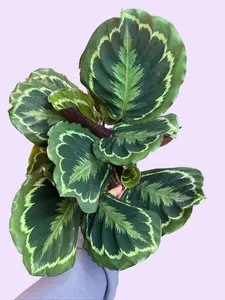 6" Calathea Medallion - Goeppertia veitchiana - Gorgeous Foliage Prayer Plant - Pet Safe Houseplant - Pet Friendly Live Plant