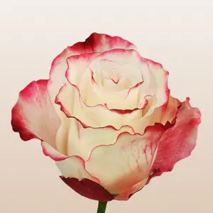 Sweetness Fresh Roses Pink Frills White Rose Premium Ecuador Import 50cm Total Length 5cm Bloom Size Fresh Farm Direct Shipping