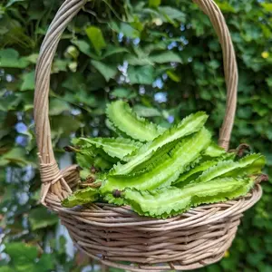 Heirloom Winged Bean Seeds | Non-GMO Tropical Climbing Bean Plant | High-Protein Edible Pods, Leaves & Roots | Easy to Grow in Warm Climates