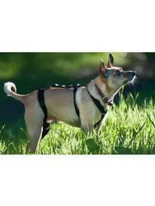 Walkabout Chest Halter