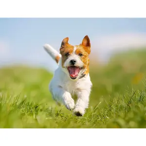 24 oz Continuous Spray Bottle Pack of 3 -  Fine Mist Ergonomic Design