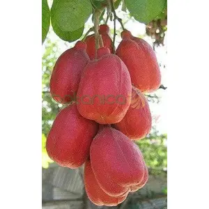 Seso Vegetal Congelado