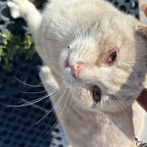 Cassiel-Pet Eye Drops,Dog&Cat Tear Stain Cleaner,Pet Eye Drops for Dogs&Cats,Sooth Dry Eyes Pink Eyes,Dog&Cat Eye infection Treatment to Soothe Eye Allergy,Remove Tear Stains and Relieve Itchy Eyes,Natural Formula, No Artificial IngredientsDealsforyoudays