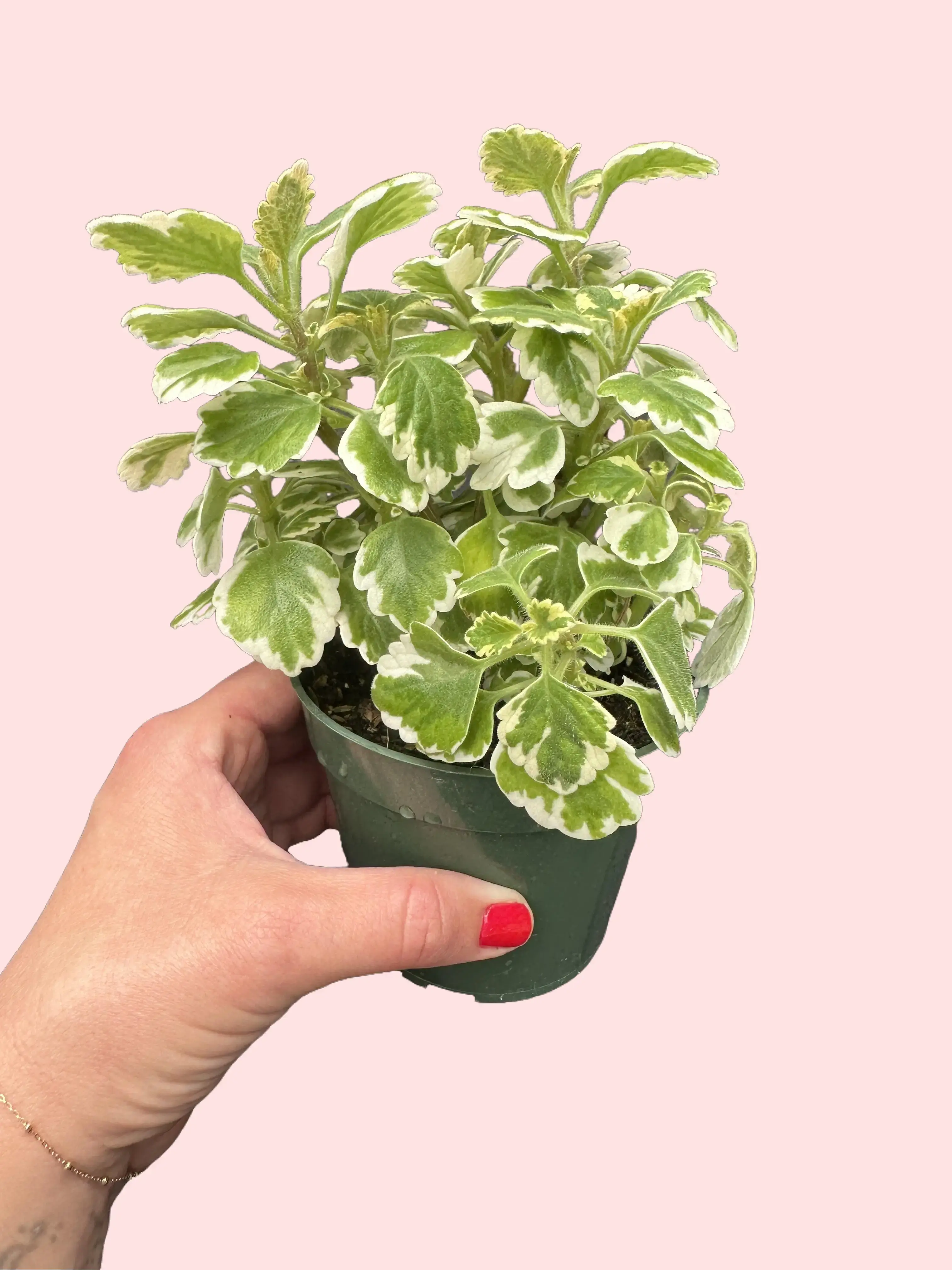 4" Plectranthus coleoides 'Variegata' - Variegated Swedish Ivy - Pet Safe  Houseplant - Pet Friendly Live Plant - TikTok Shop