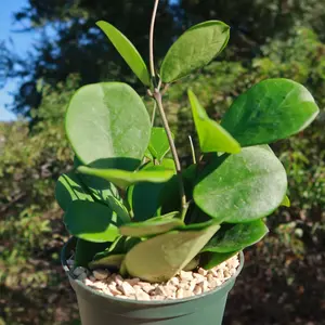 Hoya obovata