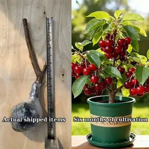 Compact Acerola Cherry Live Plant (Malpighia emarginata) | 17–19 Inch Sturdy Sapling for Gardens & Containers