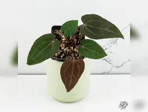 Anthurium Zara '29' x Dark & Handsome '9' by DocBlock® *Grower's Choice*