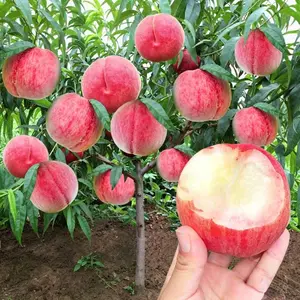 Bare-rooted peach sapling, a sweet and juicy peach tree variety, easy to cultivate, suitable for garden and garden planting