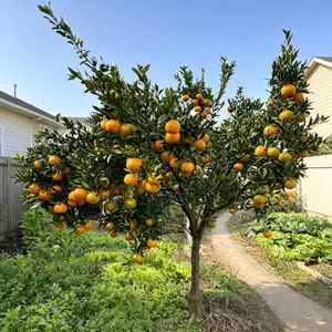 Ougan Mandarin Tree, Bare Root – 2–3 Year Old, Healthy Roots, Self-Pollinating, Low Maintenance – Potted or In-Ground – Ideal for Home Garden, Balcony, Patio, Orchard Non-GMO