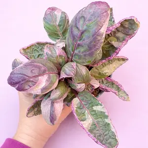 Snow White Waffle Plant -   Hemigraphis alternata - Pet Safe