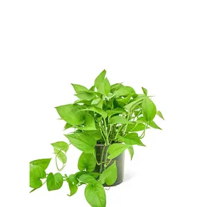 Pothos 'Jade', Medium