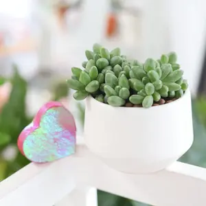 Pachyveria Little Jewel - Pachyphytum compactum