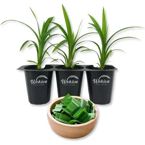 Pandan Plant - 3 Live Tissue Culture Starter Plants - Pandanus Amaryllifolius - Fragrant Flavor Sweet Edible Leaves