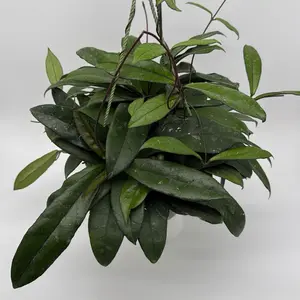 Xl Hoya crassipetiolata 8" Pot HB Pet Safe House Plant with Unique Leaves  for Easy Care