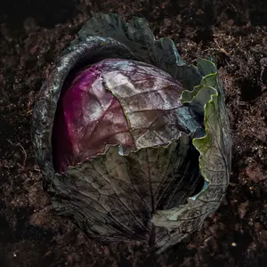 Heirloom Red Acre Cabbage Seeds - Grow Organic and Regenerative Cabbages
