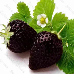 300+ Heirloom Black Strawberry Garden Seeds, Non-gmo, Unique Color, Sweet and Juicy Fruit, Easy to Grow, Low Maintenance, Ideal for Outdoor Gardening and Great Gift Option