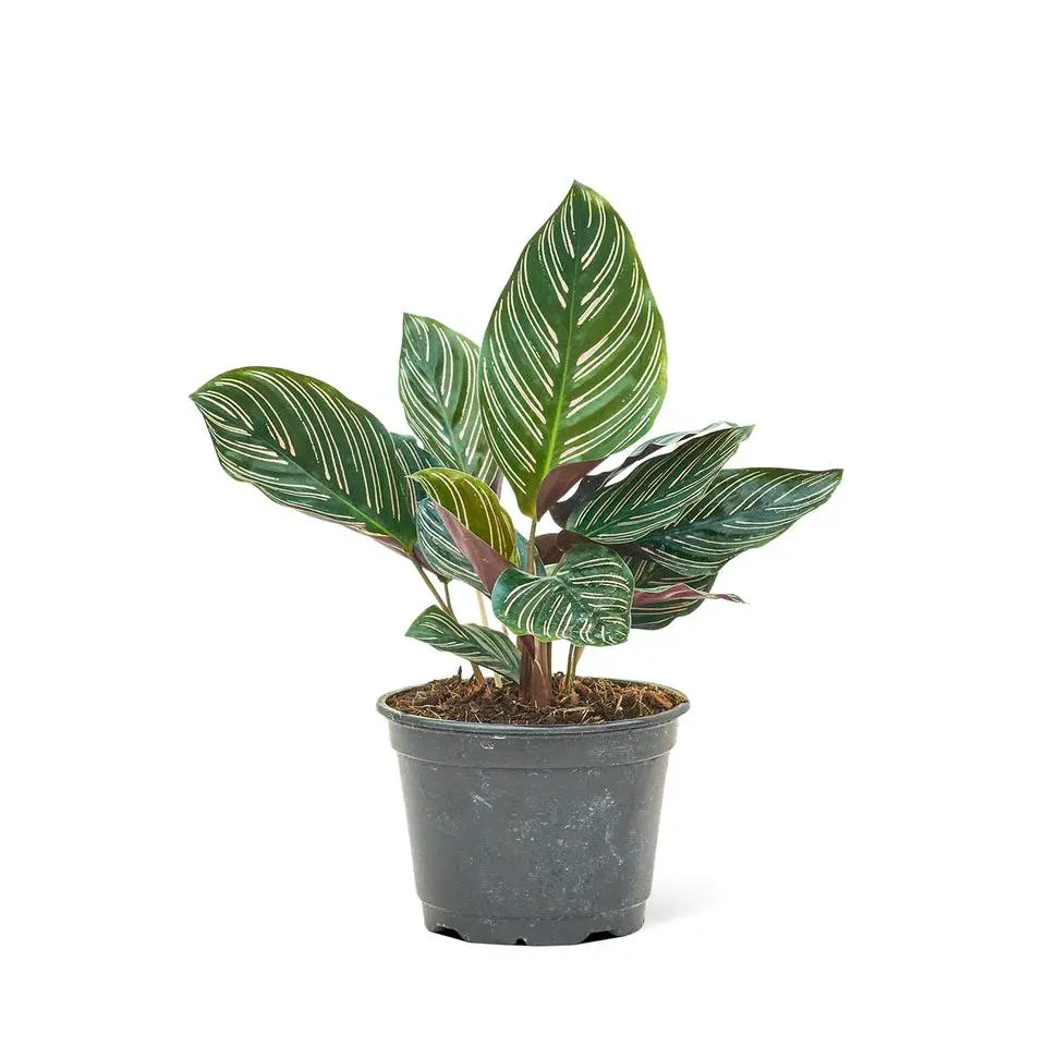Calathea 'Pinstripe', Medium